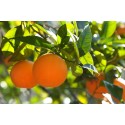 Wild Orange Marmalade and Cinnamon Wild Orange Marmalade and Cinnamon