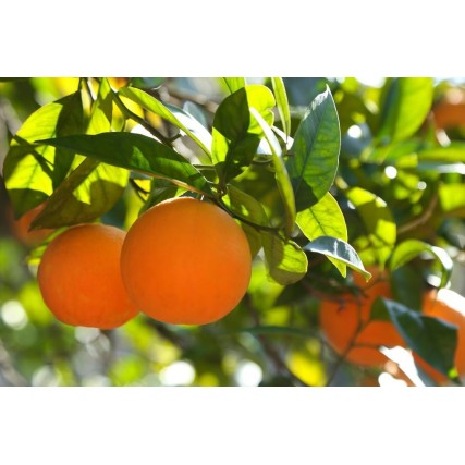 Marmellata di Arance Selvatiche e Cannella
