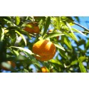 Extra Mandarin Marmalade Extra Mandarin Marmalade