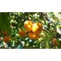 Extra Citrus Fruits Jam Extra Citrus Fruits Jam