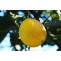 Extra Citrus Fruits Jam Extra Citrus Fruits Jam