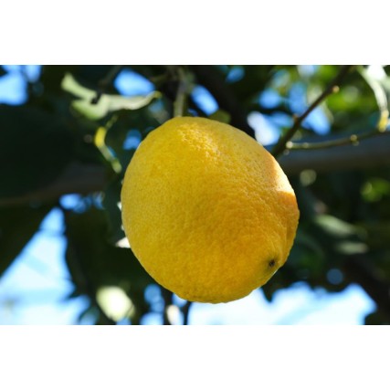 Extra Citrus Fruits Jam