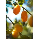 Extra Kumquat Jam Extra Kumquat Jam